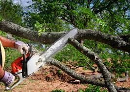 Tree Removal and Landscaping Services